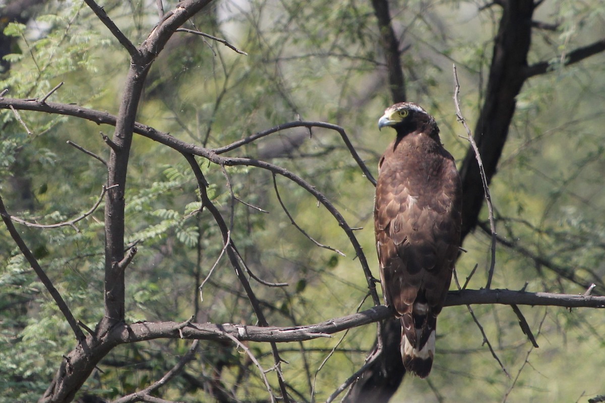 Haubenschlangenadler - ML164658431