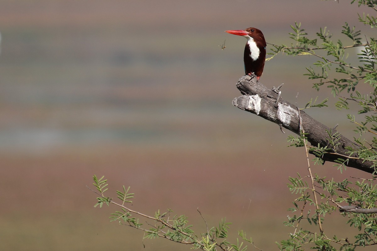 White-throated Kingfisher - ML164658551