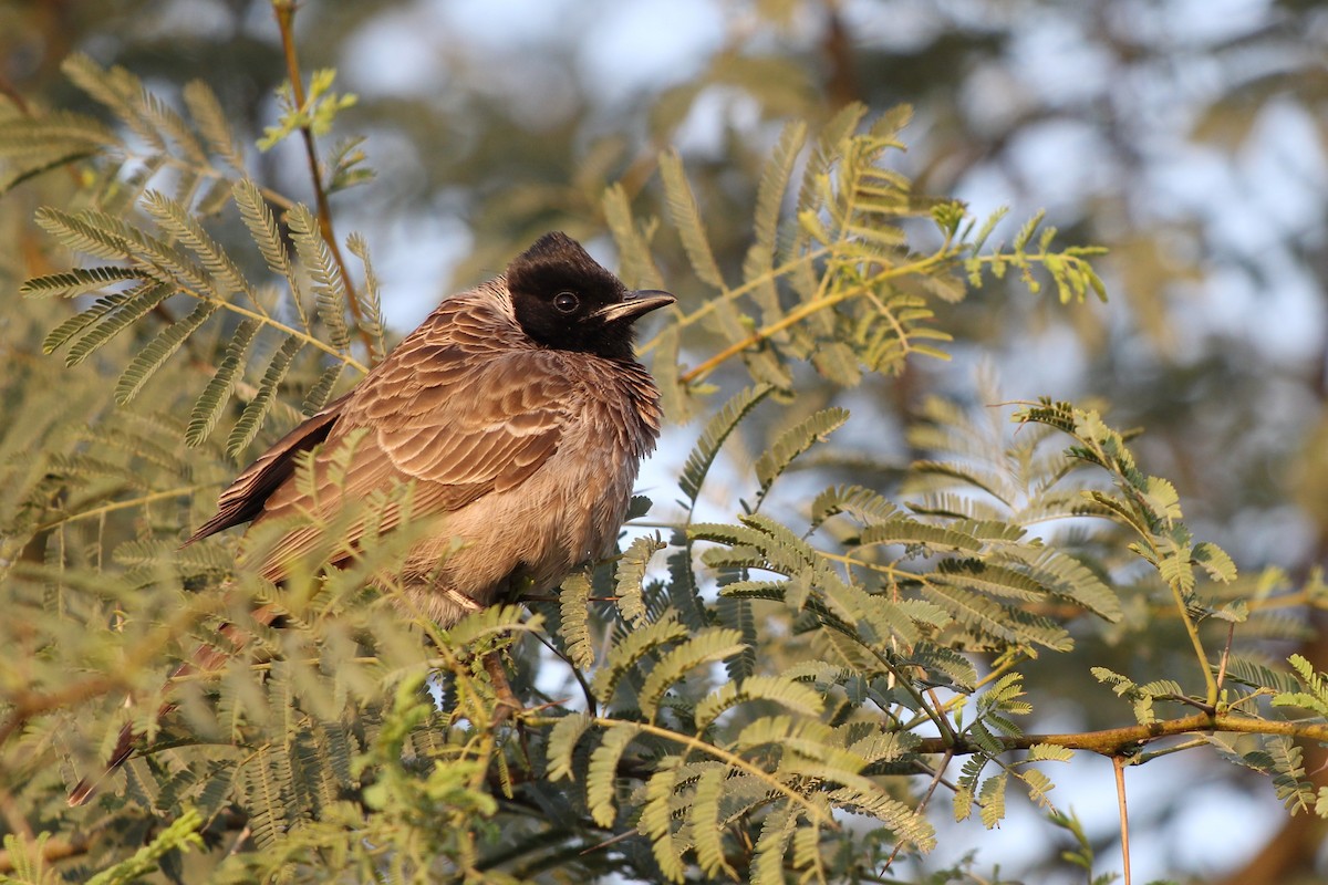 Bulbul à ventre rouge - ML164658931