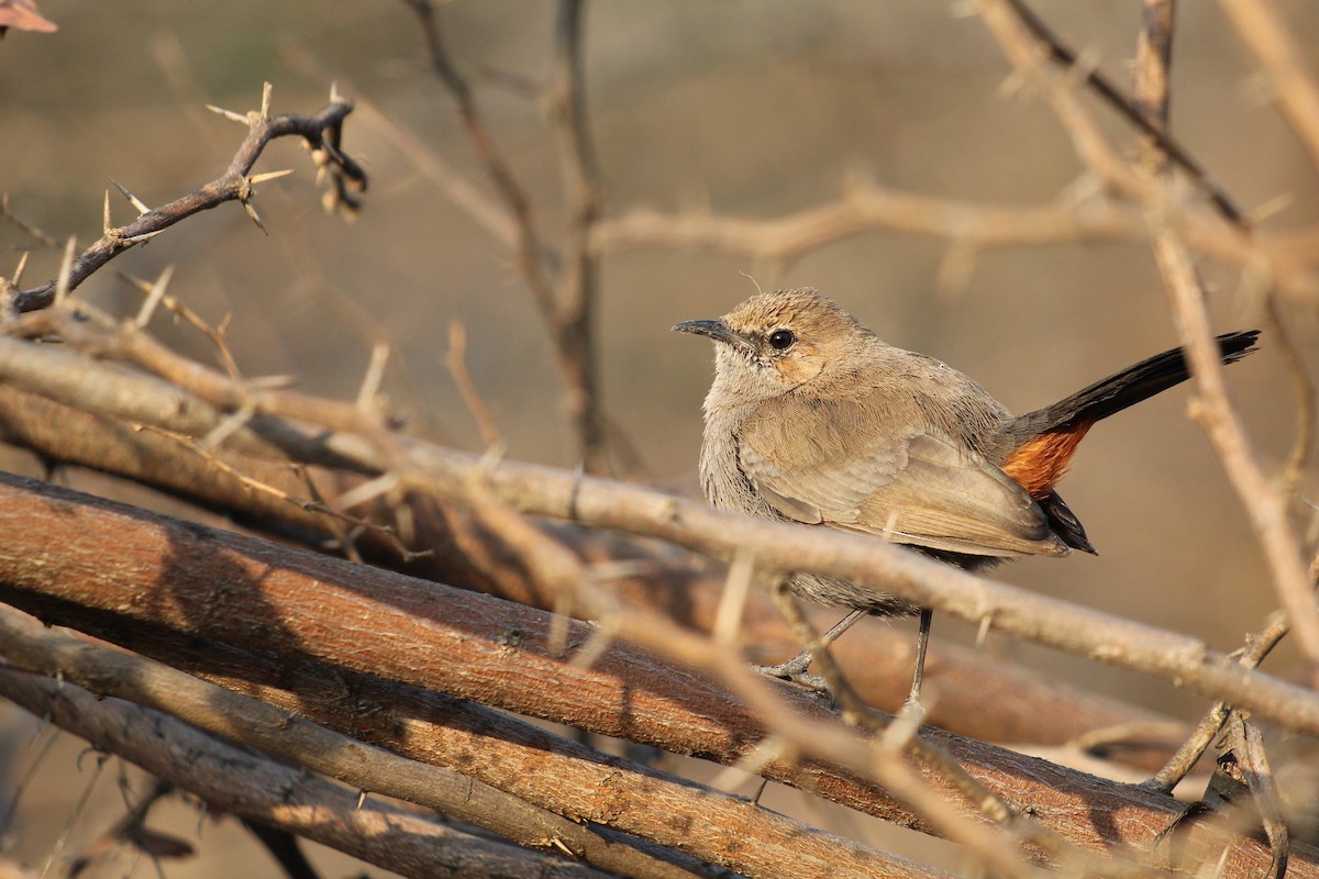 Indian Robin - ML164659261