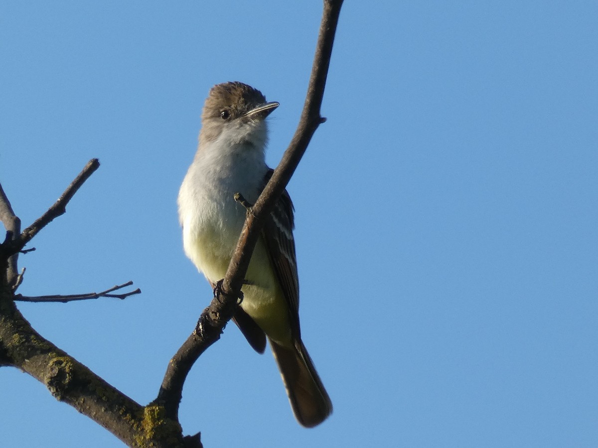 Ash-throated Flycatcher - ML164659491