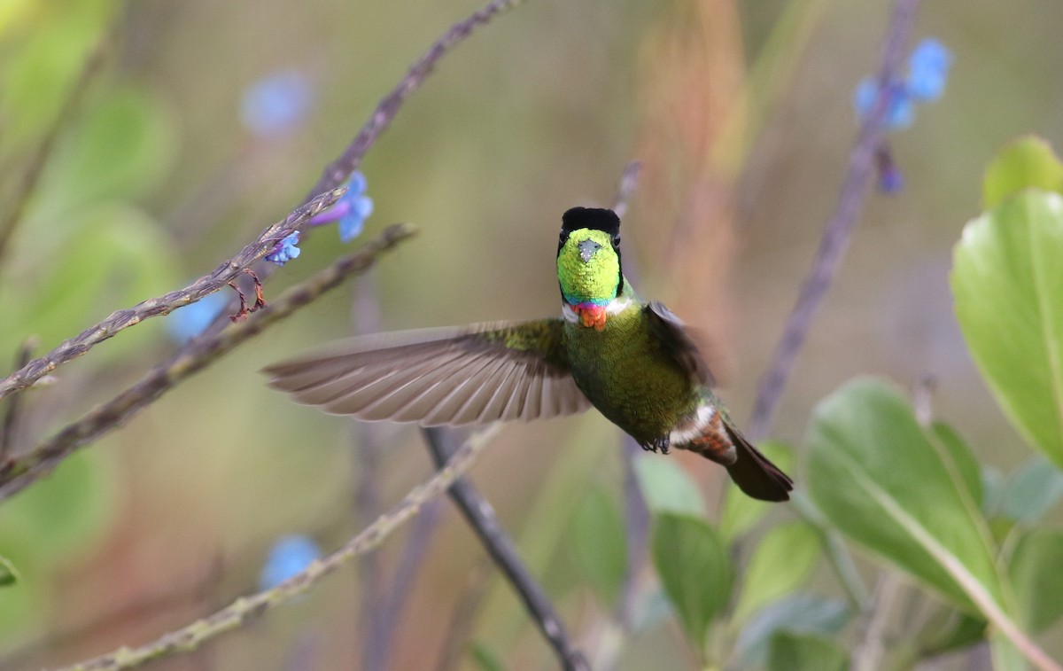 Başlıklı Kolibri - ML164660421