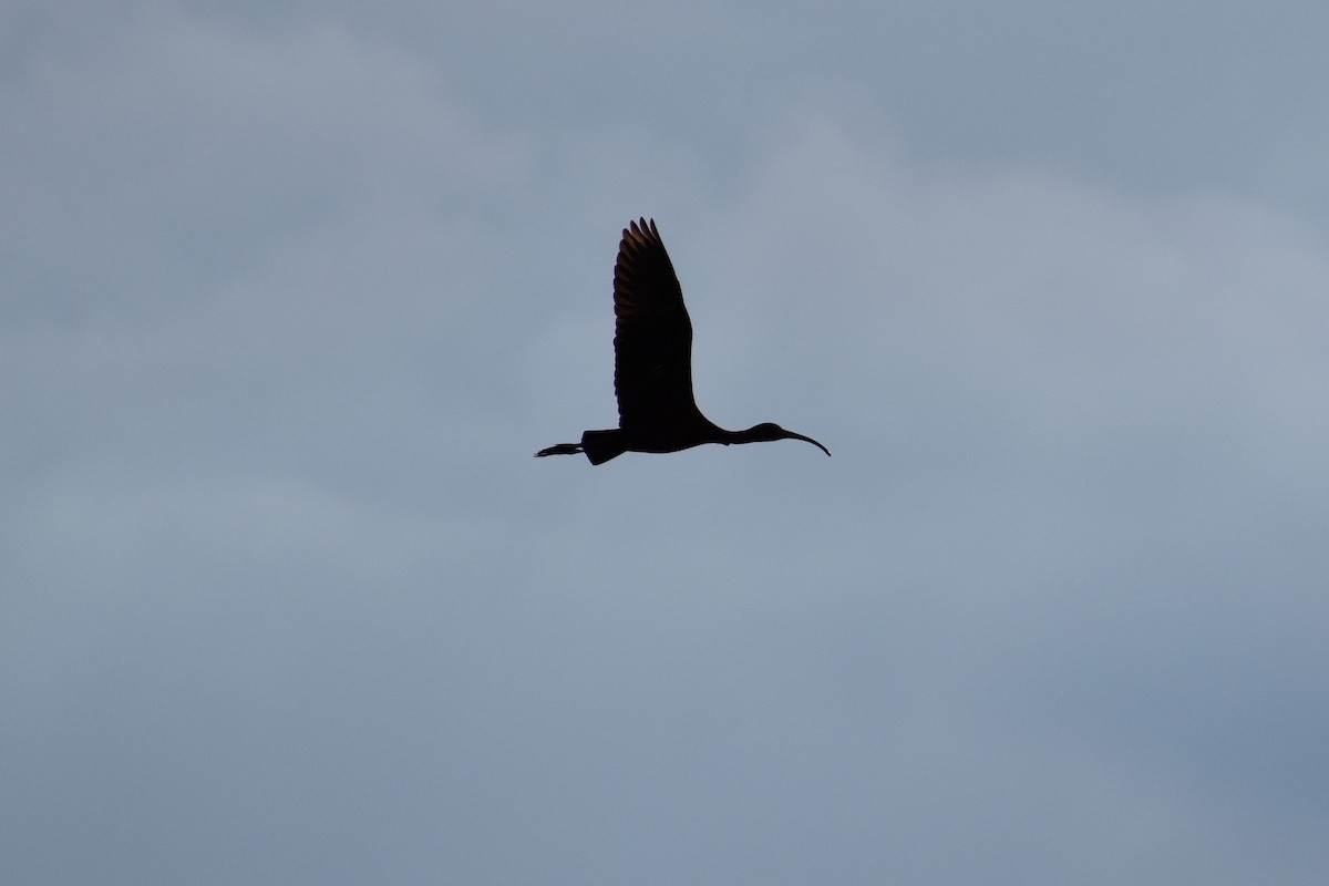 ibis americký - ML164662381