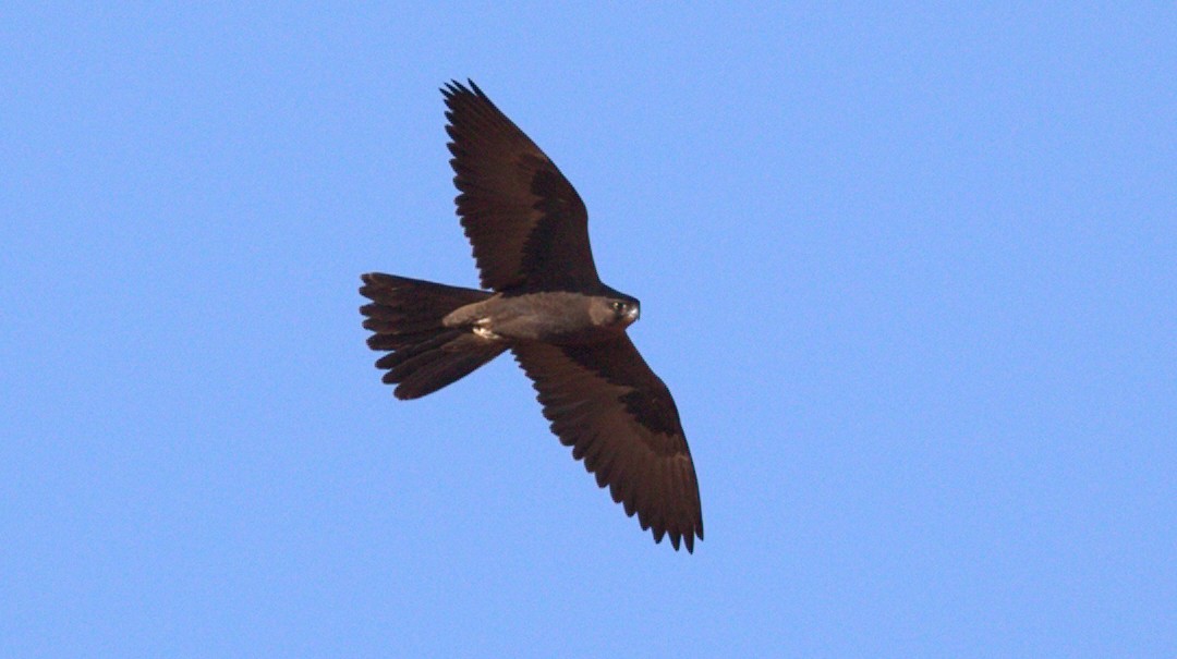 Black Falcon - ML164662931