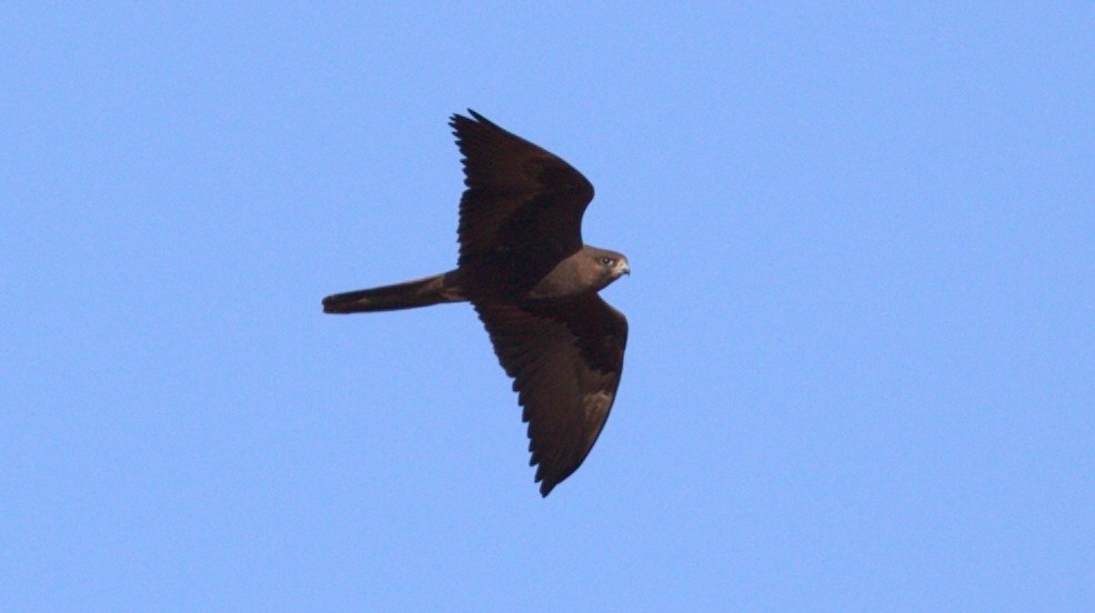 Black Falcon - ML164662951