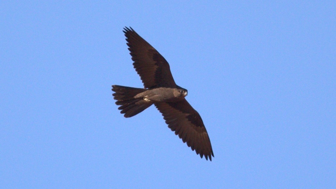 Black Falcon - ML164662961