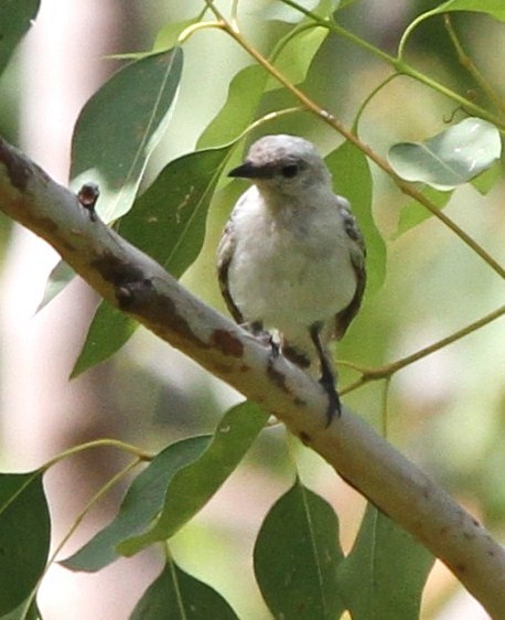 White-shouldered Triller - ML164666951