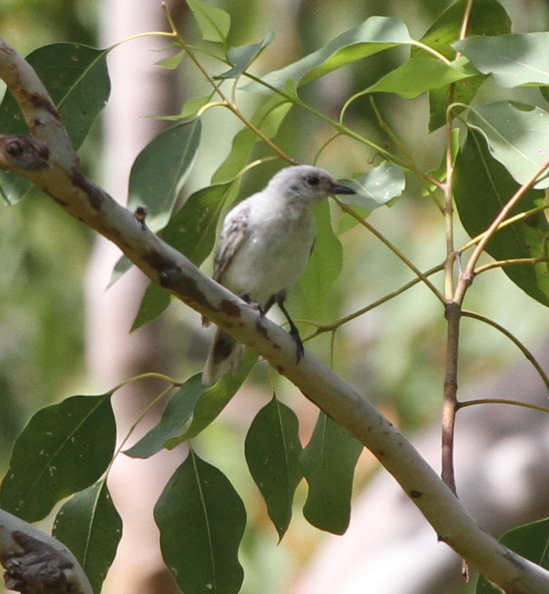 White-shouldered Triller - ML164667021