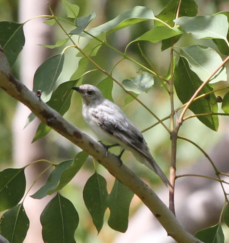 White-shouldered Triller - Colin Trainor