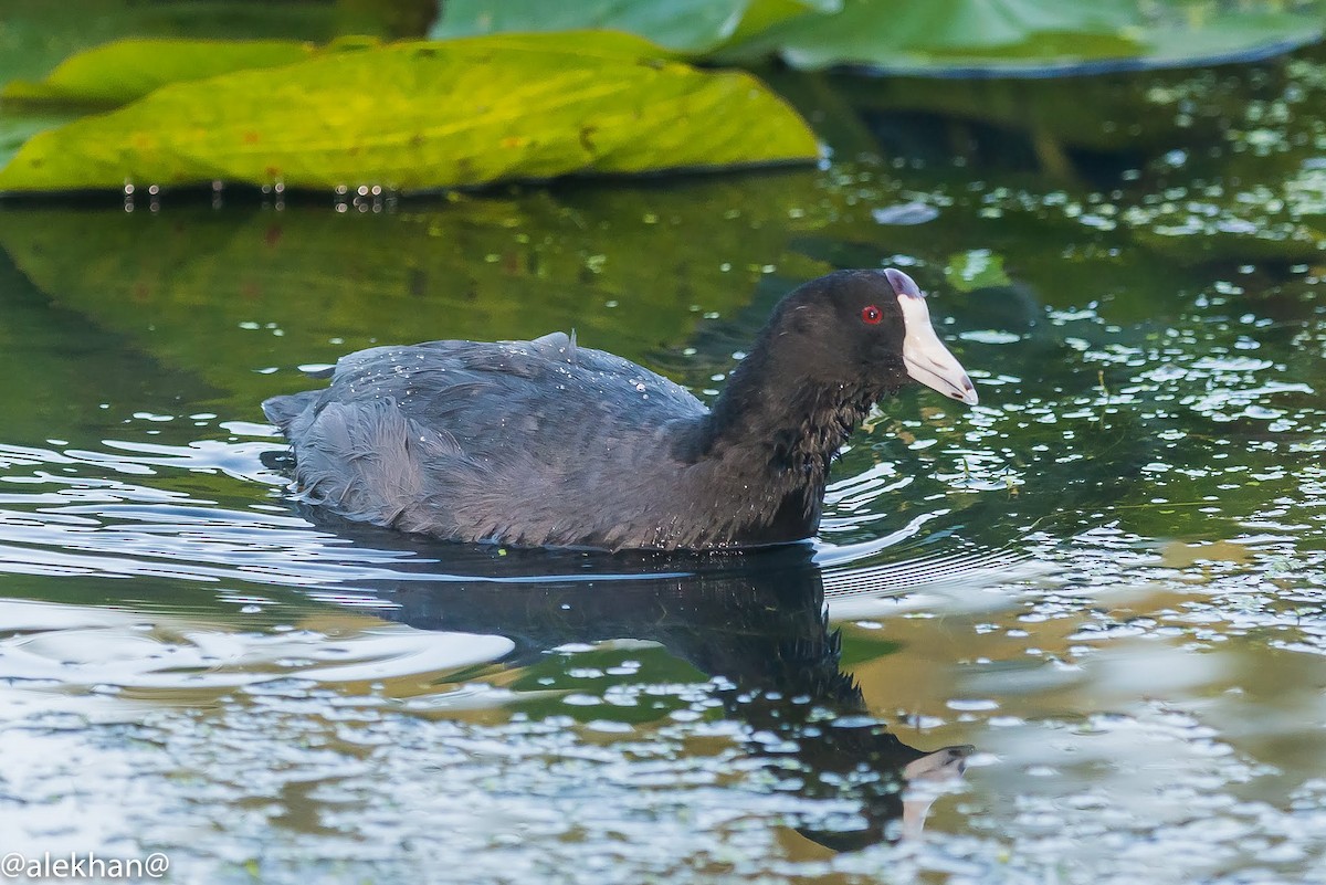 American Coot - ML164667121