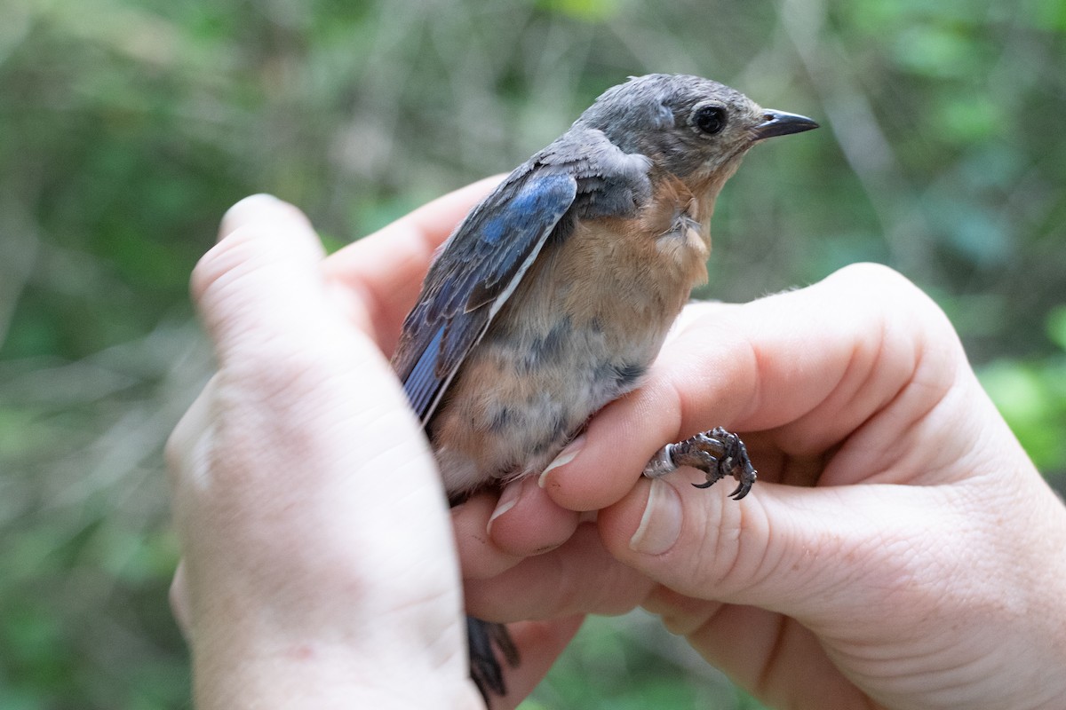 Eastern Bluebird - ML164667611