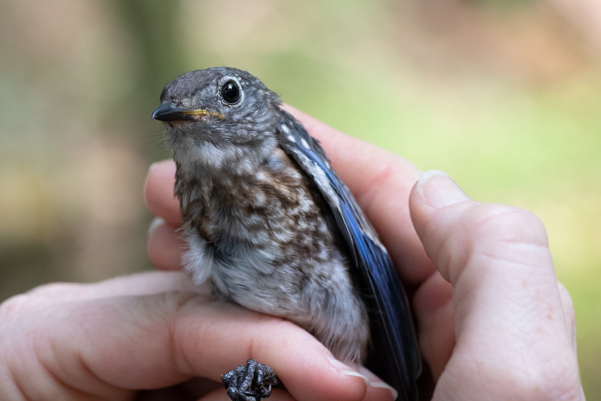 Eastern Bluebird - ML164667651