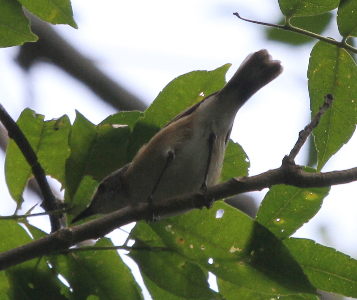 Rufous-sided Gerygone - ML164668311