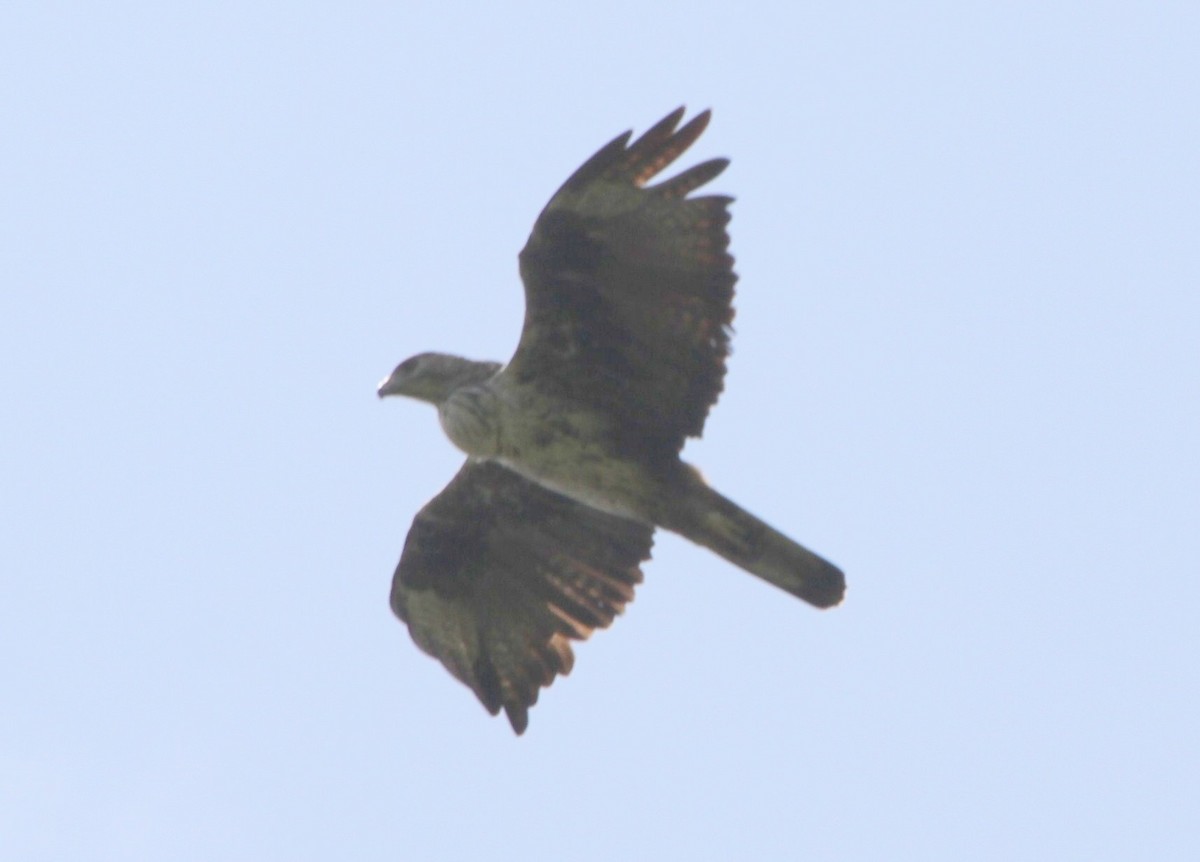 Bonelli's Eagle - ML164668461