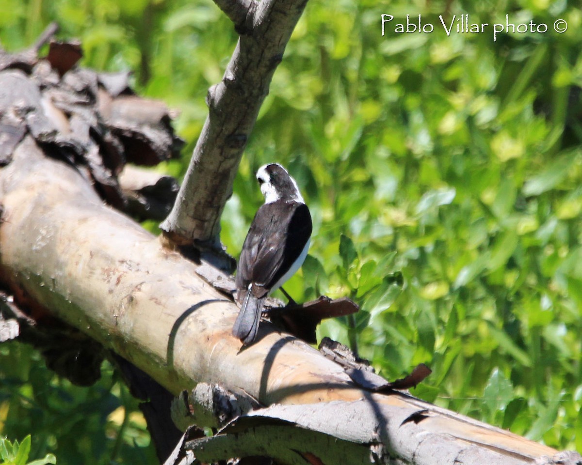 Black-backed Water-Tyrant - ML164669921