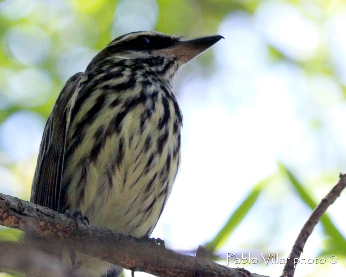 Streaked Flycatcher - ML164670031