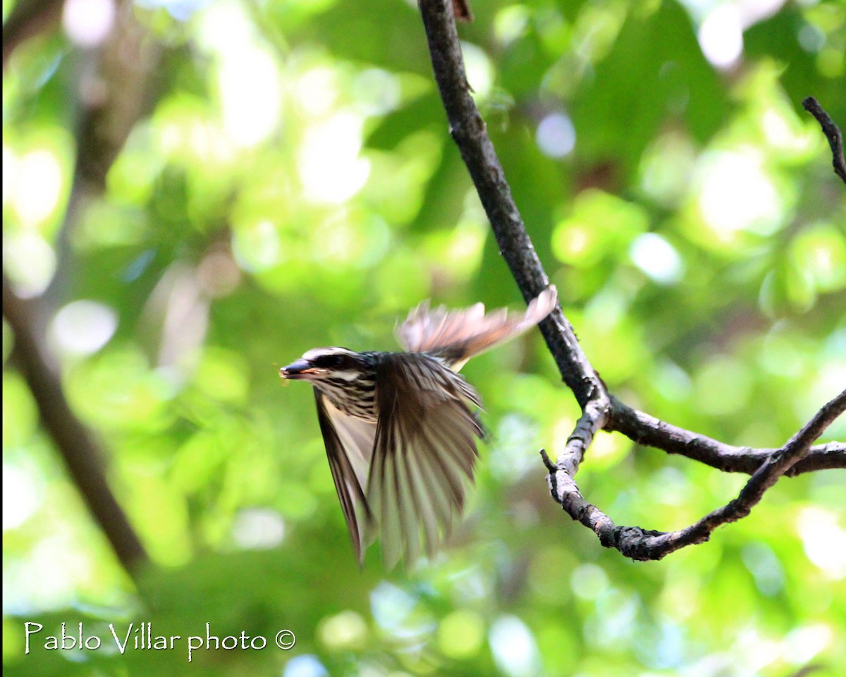 Streaked Flycatcher - ML164670041