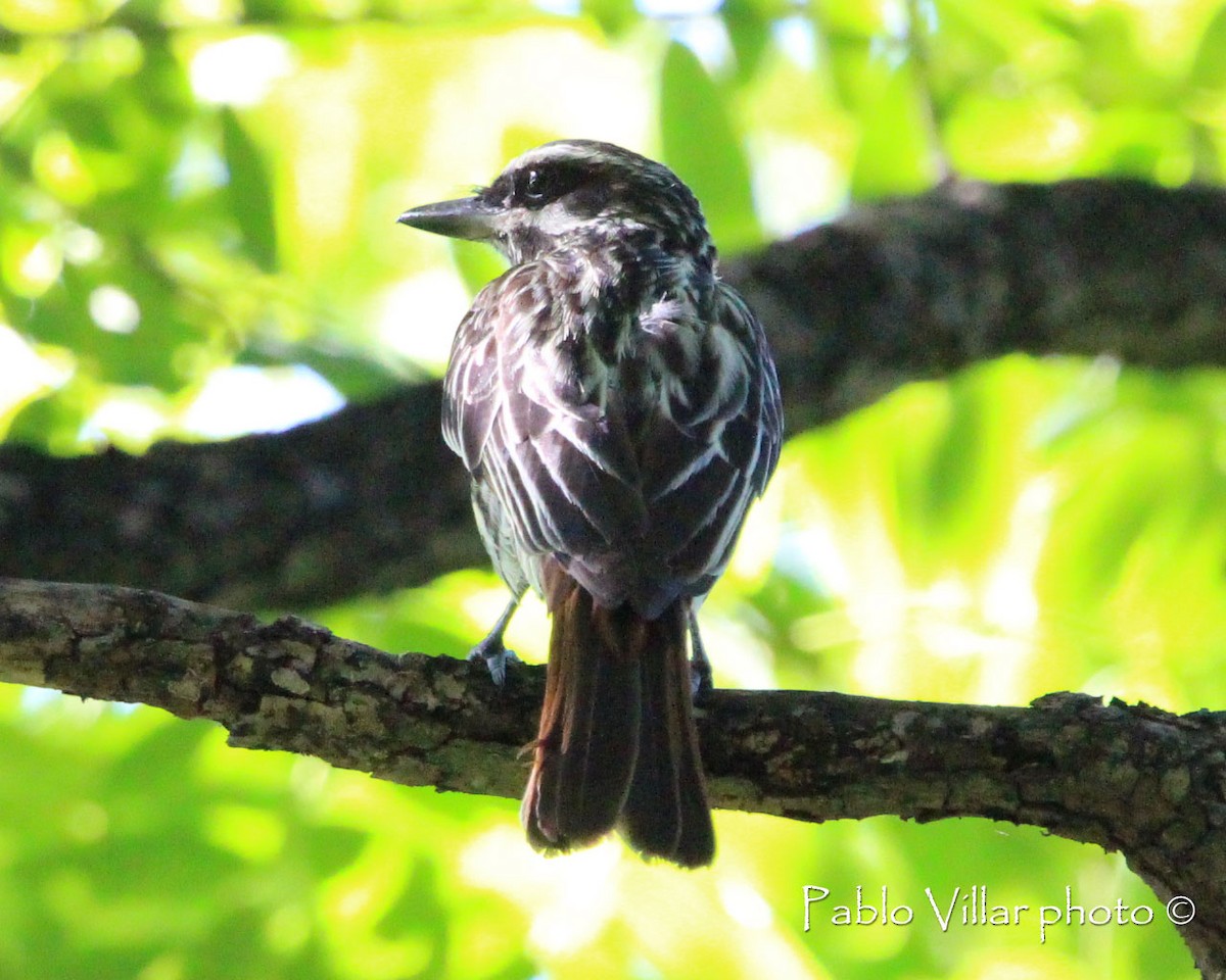 Streaked Flycatcher - ML164670061