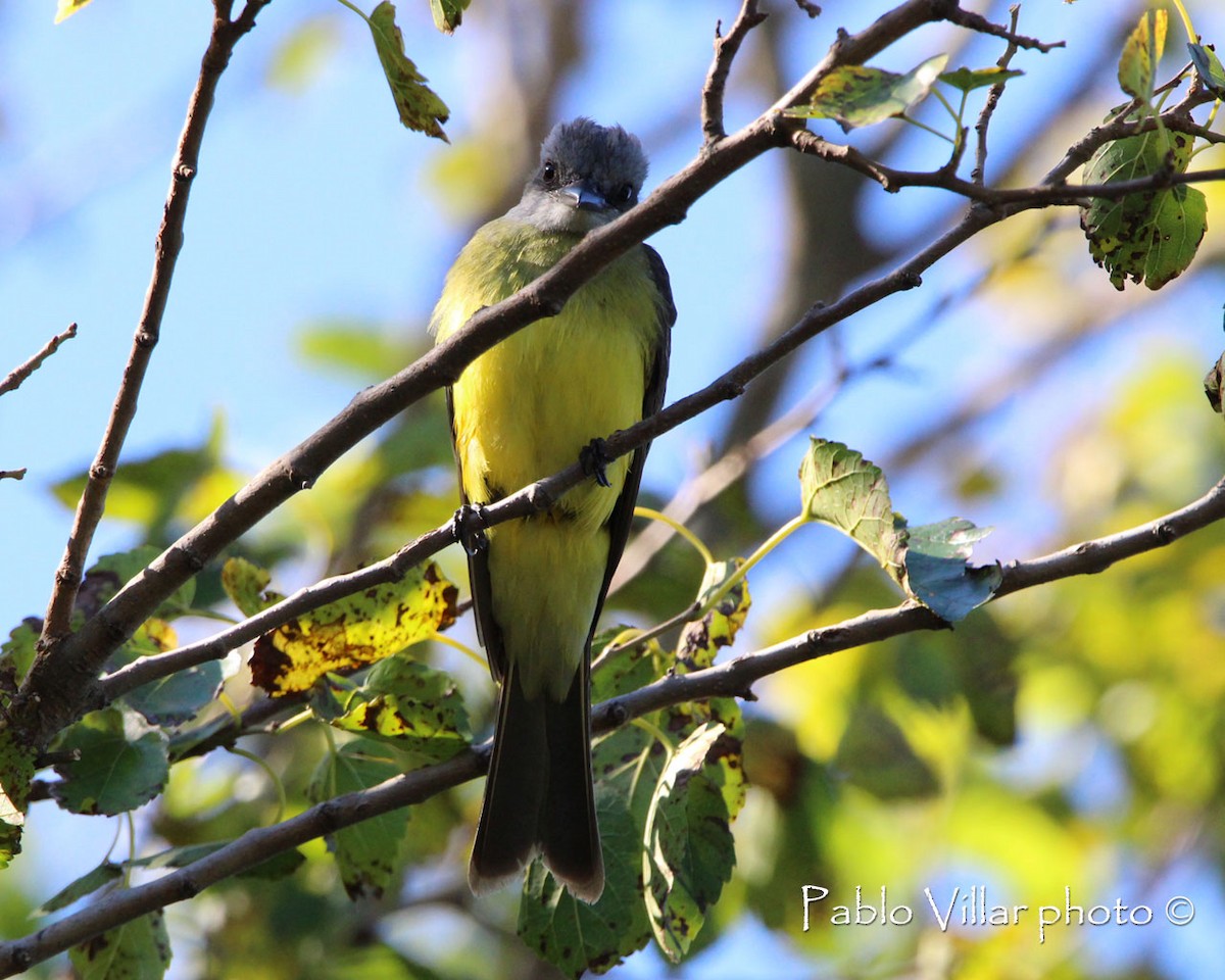 Tropical Kingbird - ML164670141