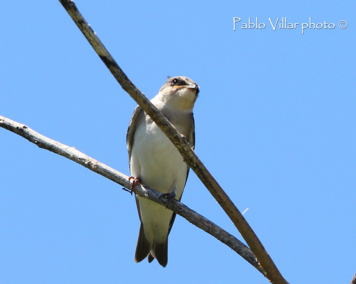 White-rumped Swallow - ML164670211