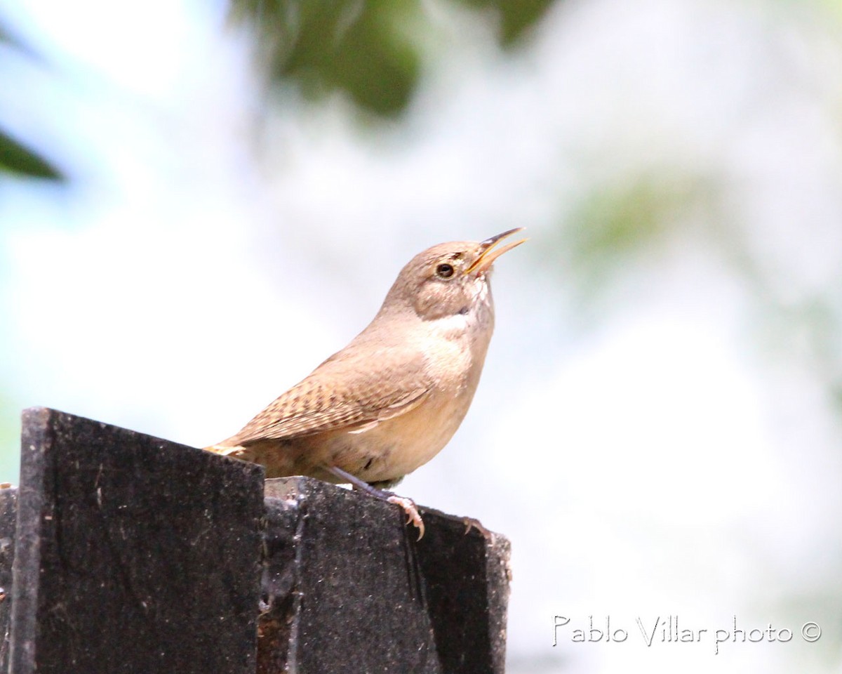 House Wren - ML164670331