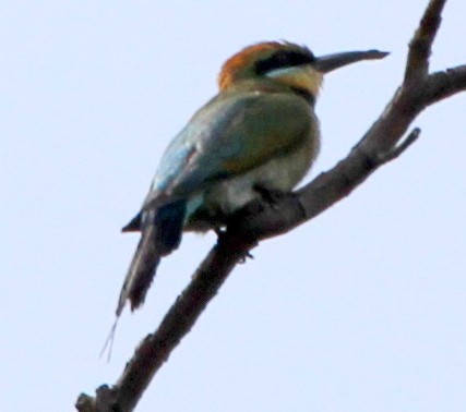 Rainbow Bee-eater - ML164670851