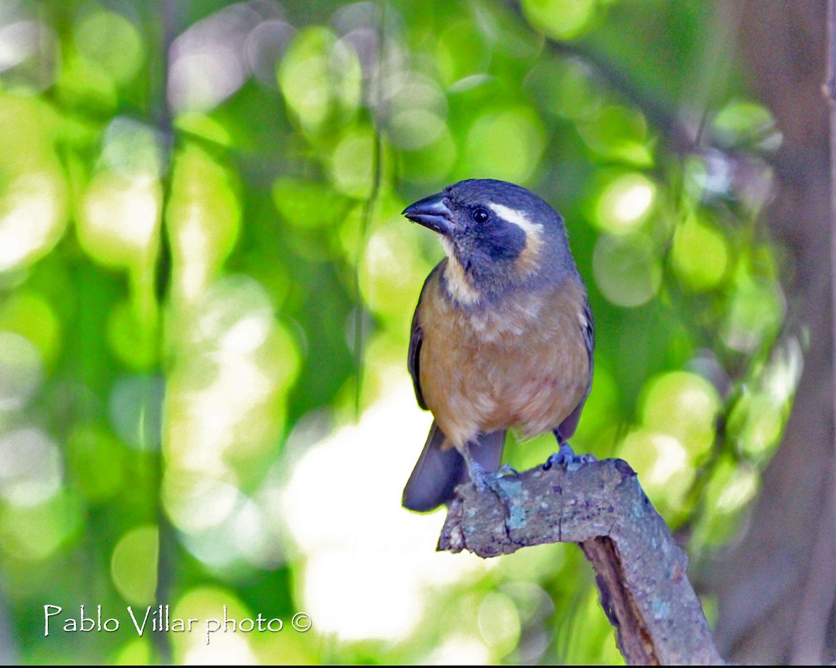 Golden-billed Saltator - ML164670931