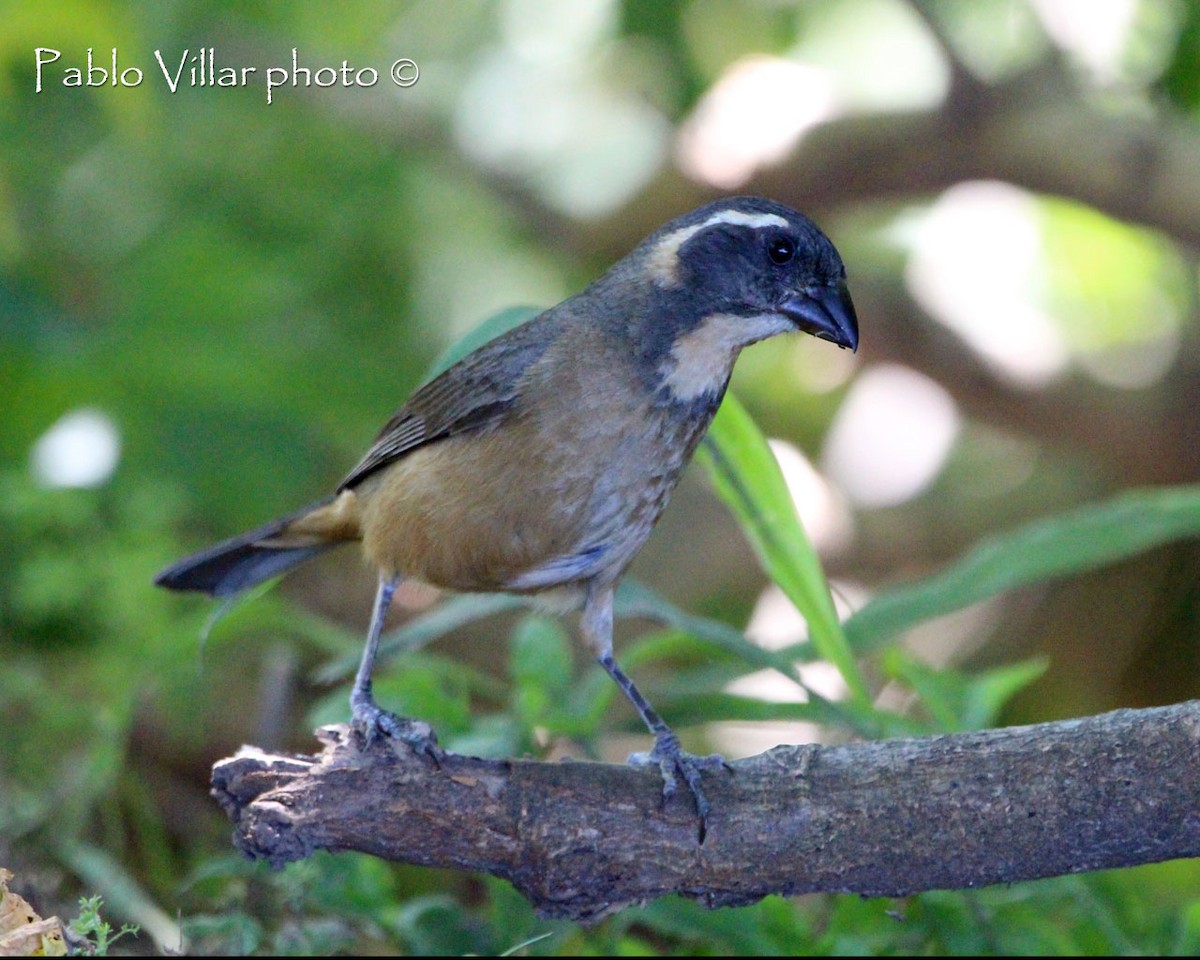 Golden-billed Saltator - ML164670941