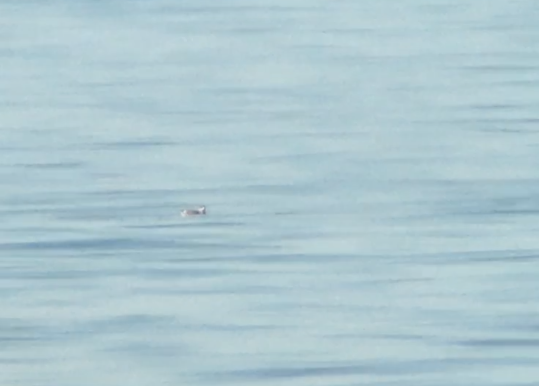 Kittlitz's Murrelet - ML164671551