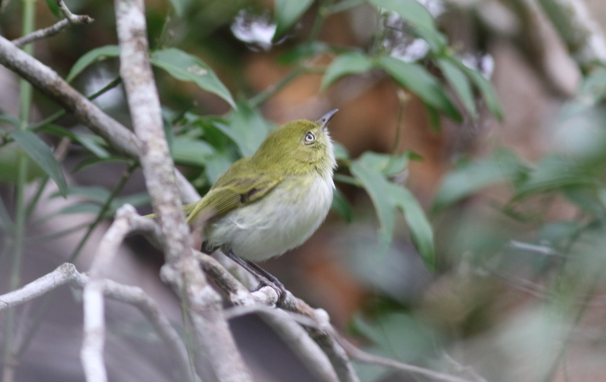 Hangnest Tody-Tyrant - ML164673321