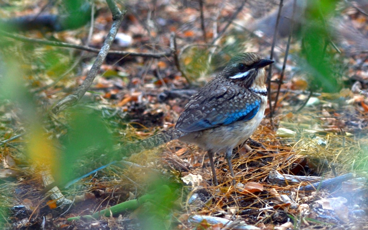 Long-tailed Ground-Roller - ML164674291