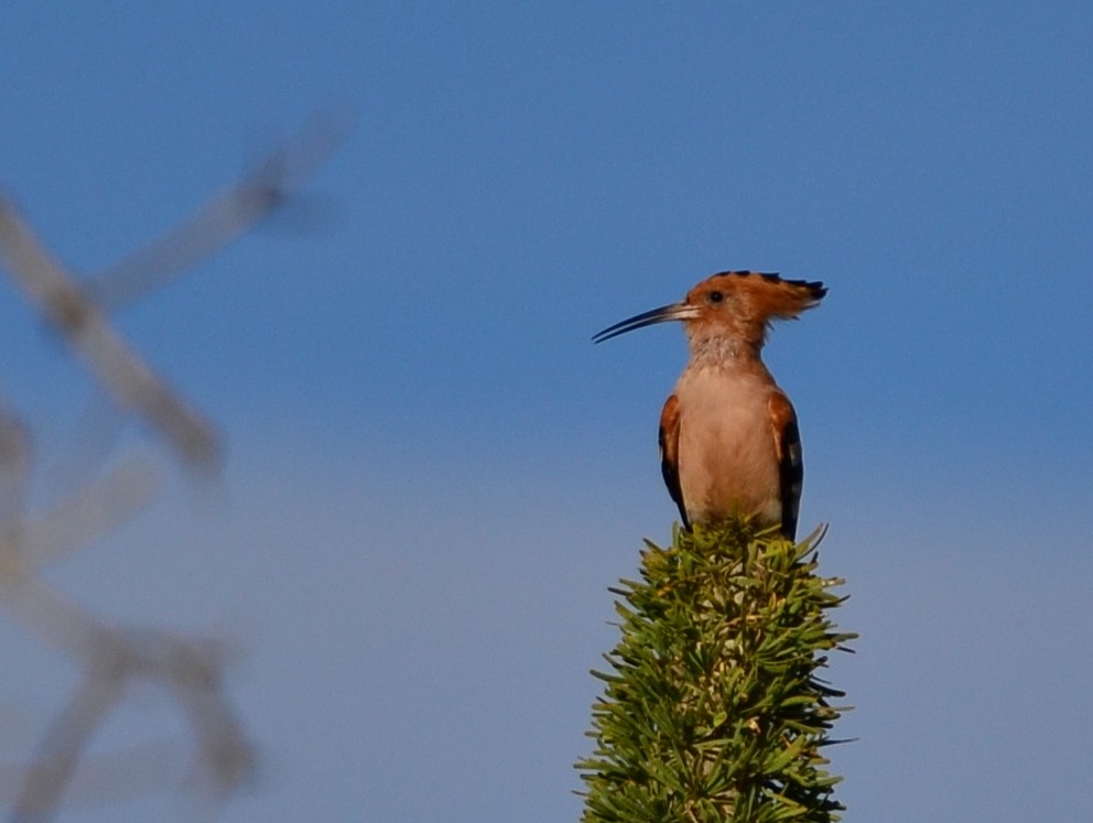 Madagascar Hoopoe - ML164674401