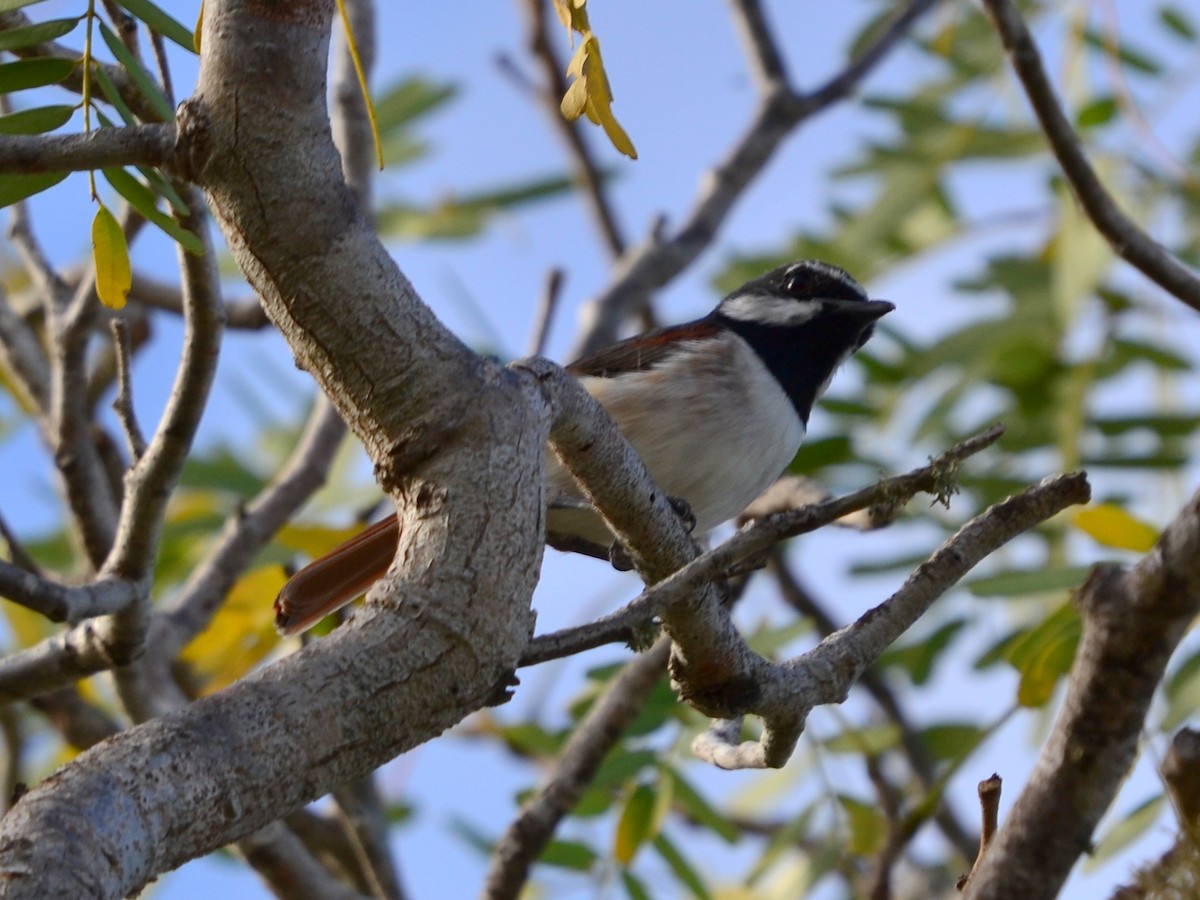 Red-tailed Vanga - ML164674991