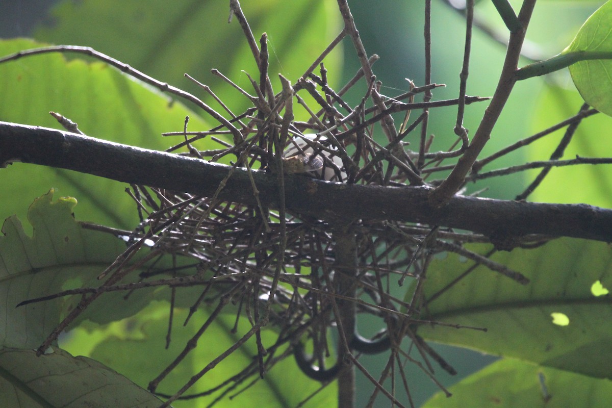 Black-backed Fruit-Dove - ML164675751