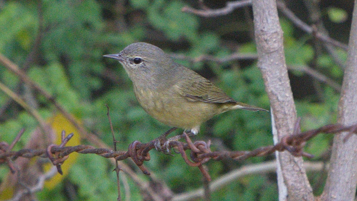 Orange-crowned Warbler - Thomas Burns