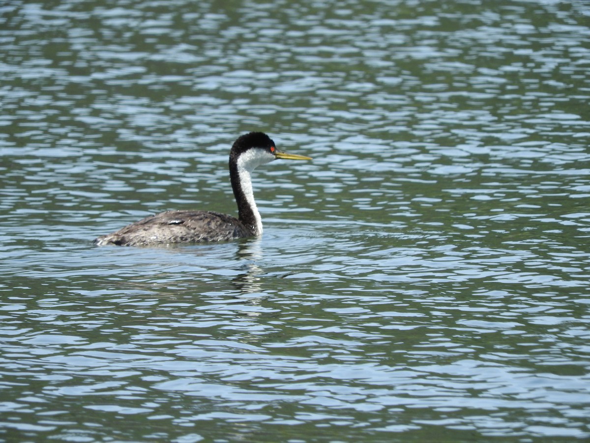 Western Grebe - Geoffrey Helmbold