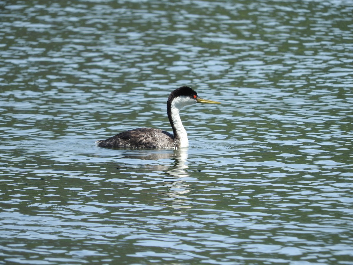 Western Grebe - Geoffrey Helmbold