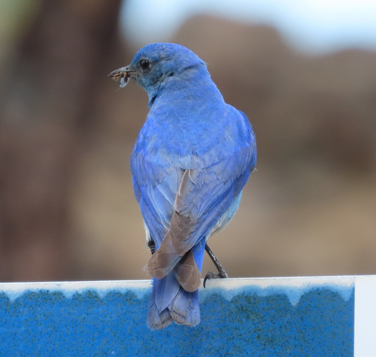 Mountain Bluebird - ML164677451