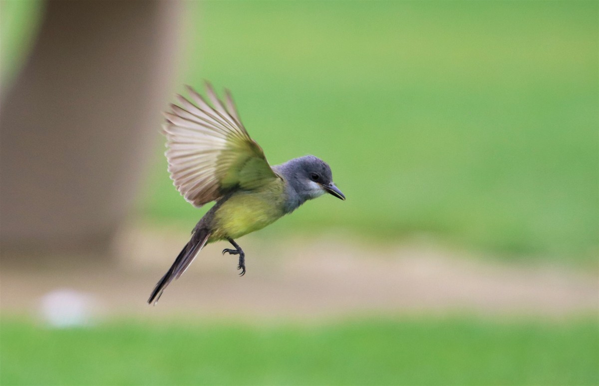 Cassin's Kingbird - Manuel Duran