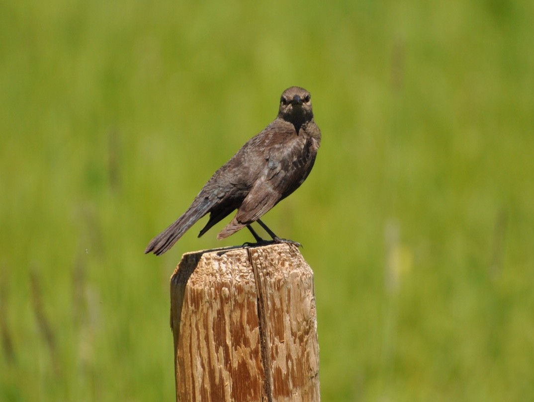 Brown-headed Cowbird - Kent Kleman