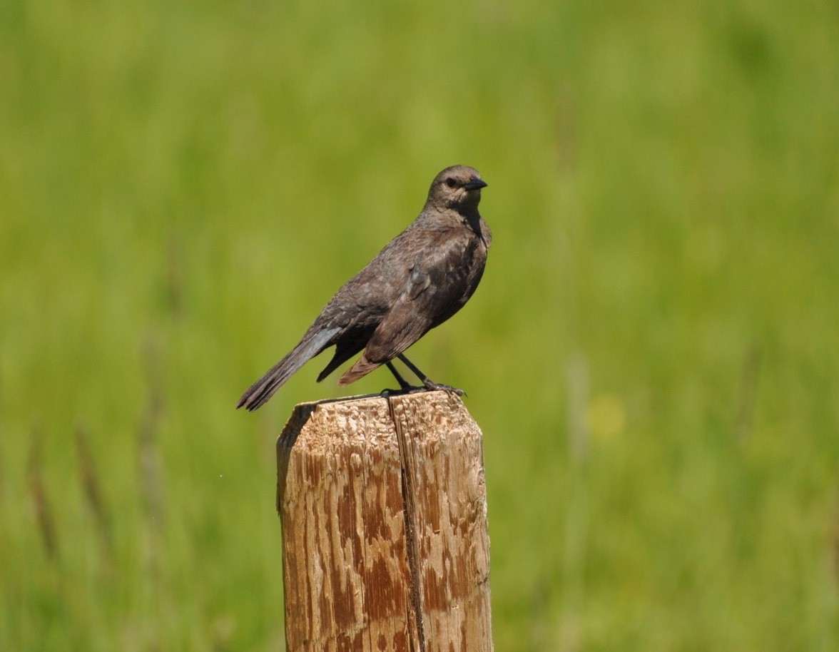 Brown-headed Cowbird - Kent Kleman