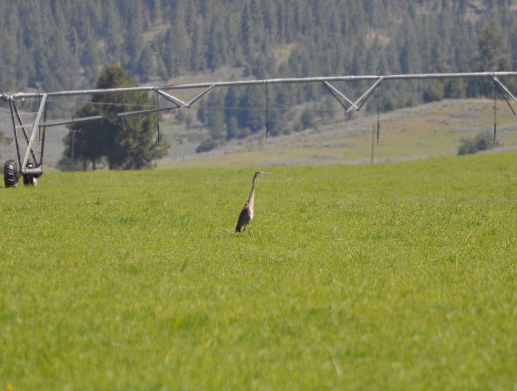 Sandhill Crane - Kent Kleman