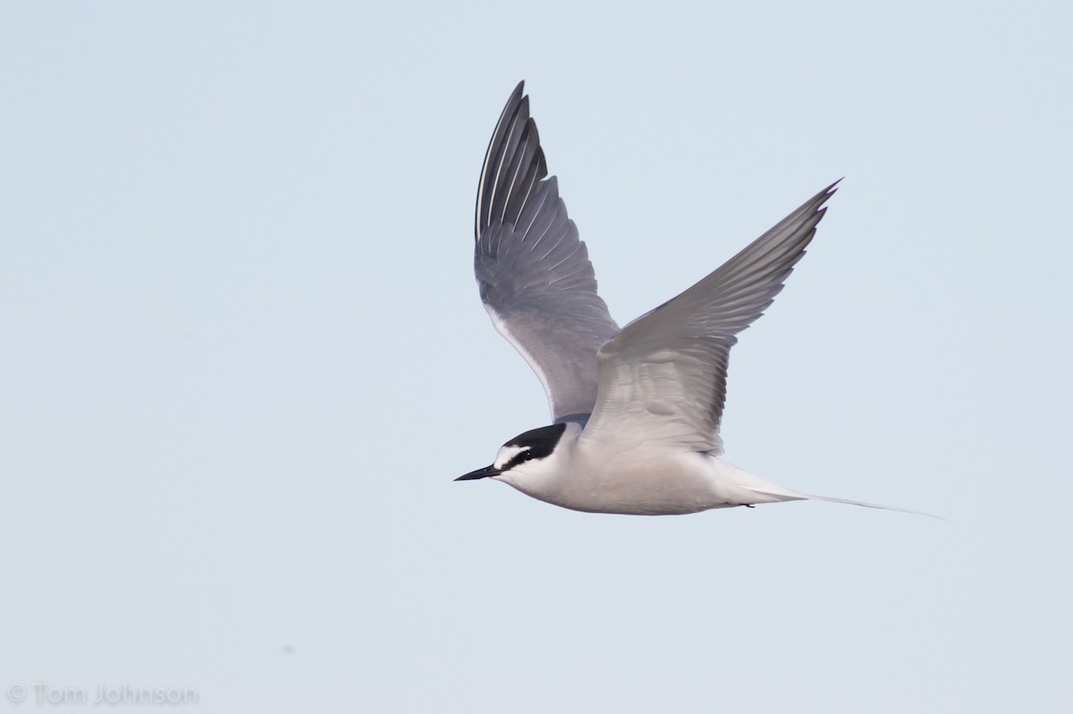 Aleutian Tern - ML164680191