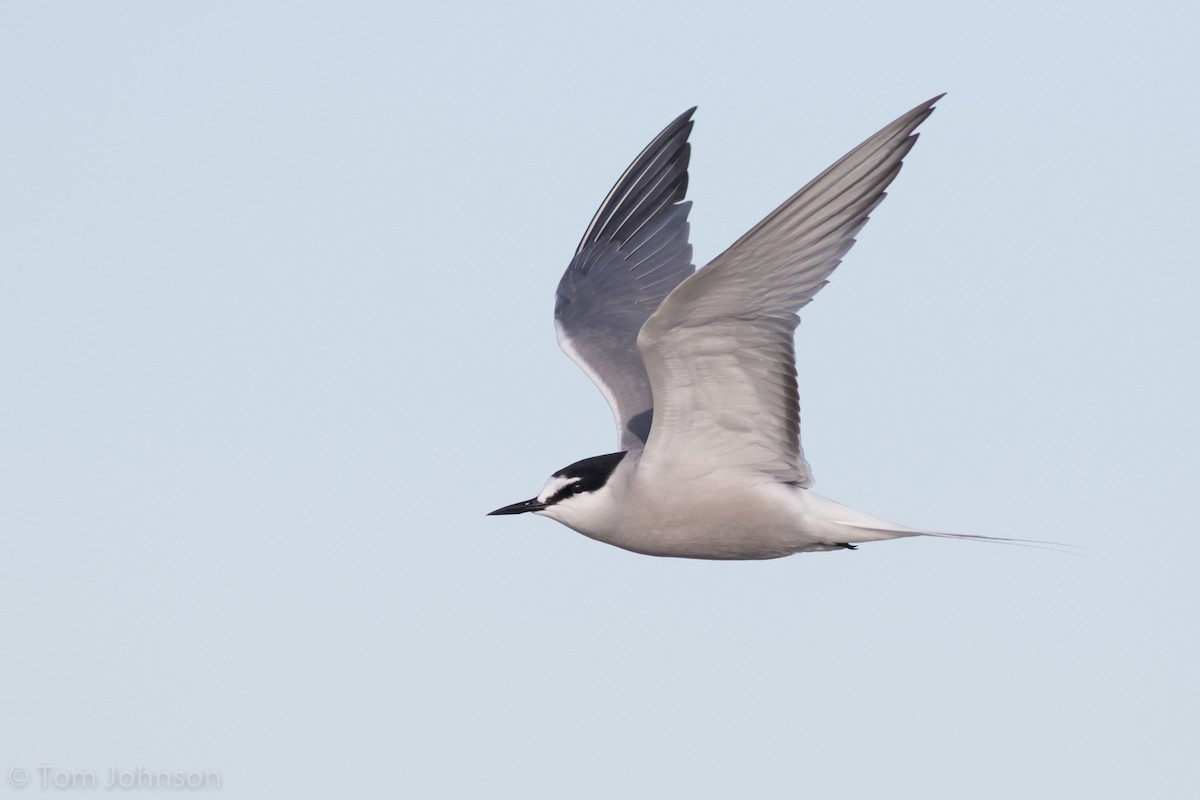 Aleutian Tern - Tom Johnson