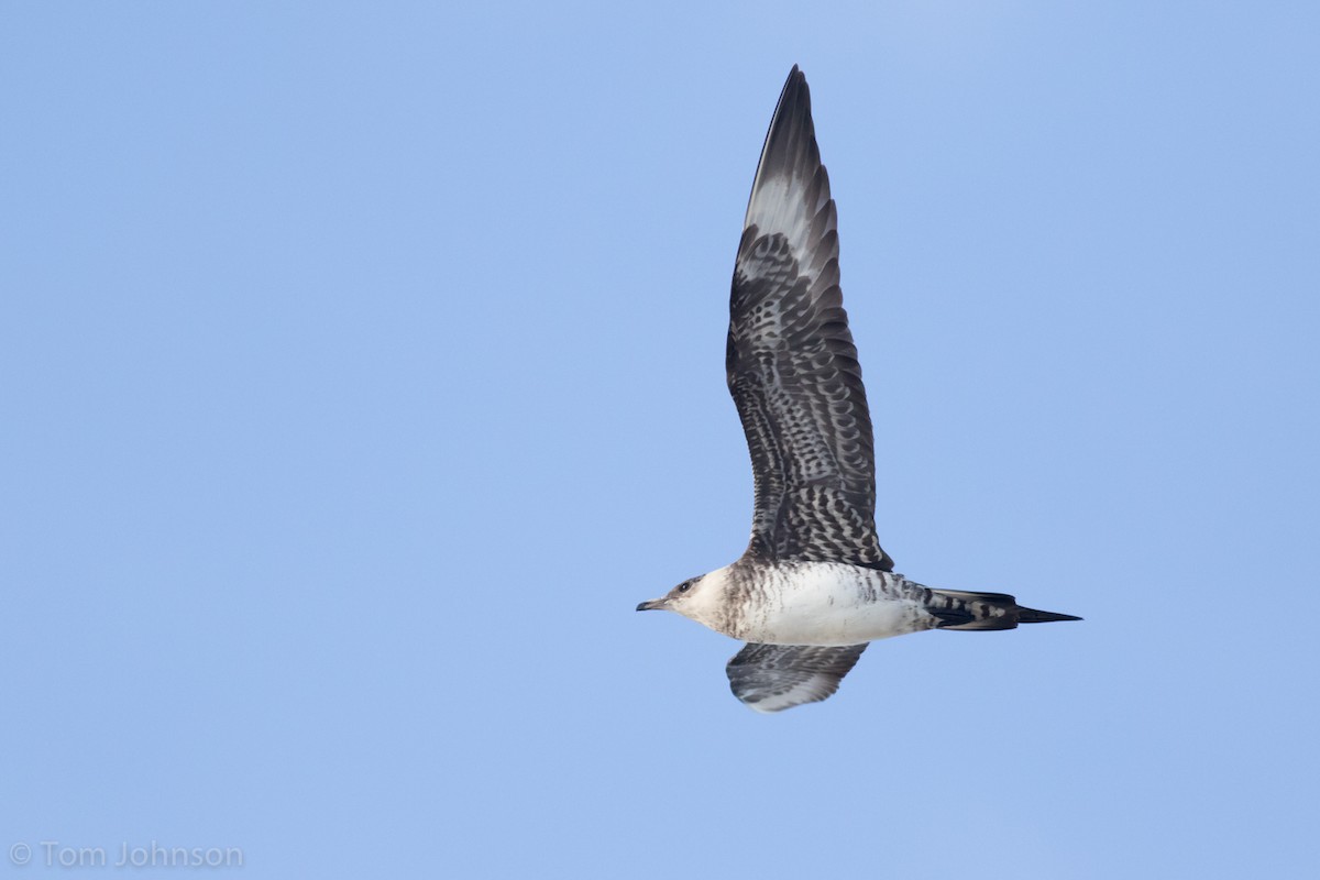 Parasitic Jaeger - Tom Johnson