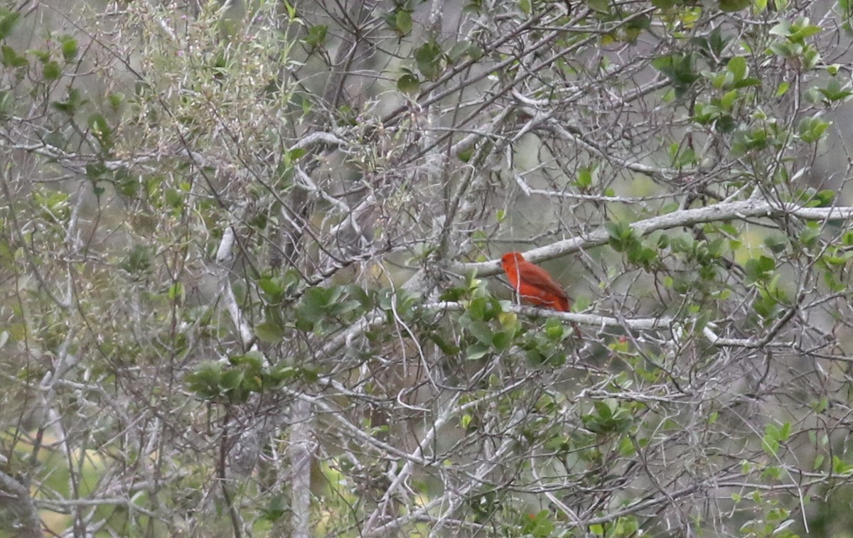 Hepatic Tanager (Lowland) - Anton Liebermann