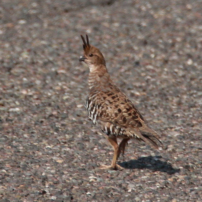 Colin barré - ML164683861