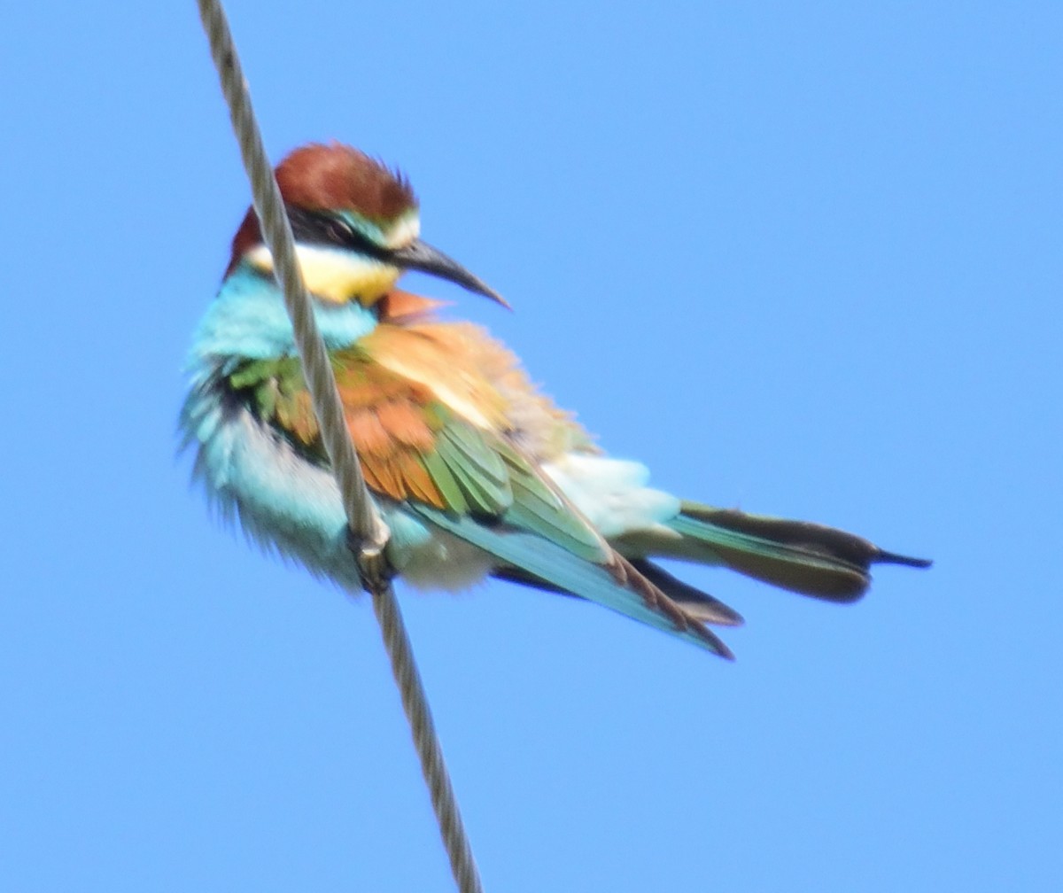 European Bee-eater - Sharon Broniatowski
