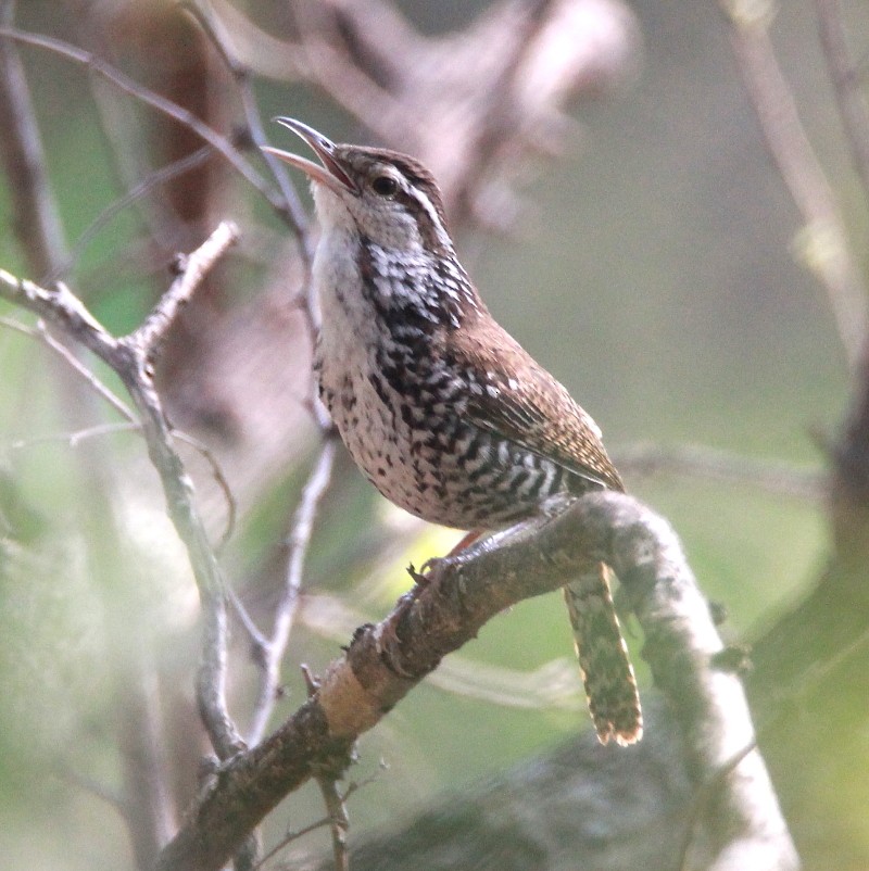 Banded Wren - ML164684111