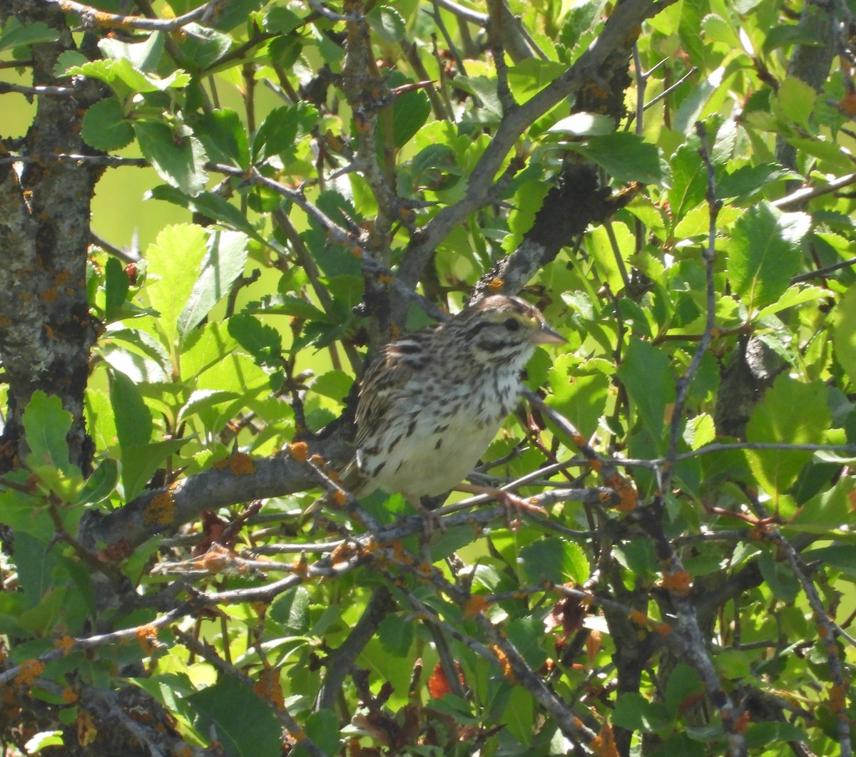 Savannah Sparrow - ML164684121